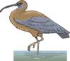 Ibis In Water Clip Art